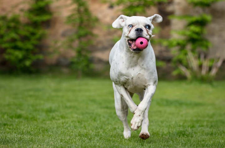 Dog Rescue Delaware - PawrPose